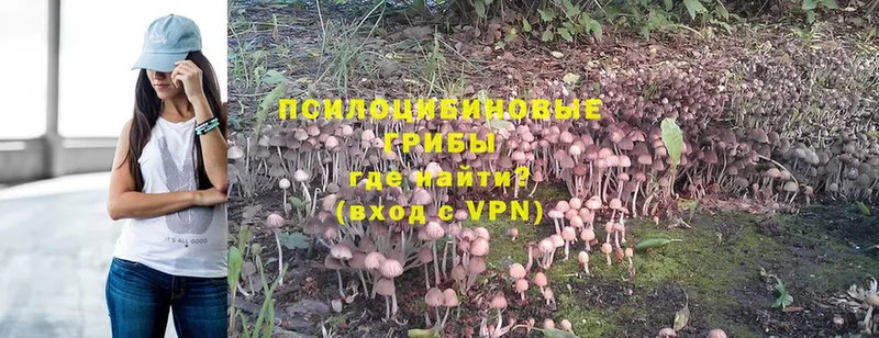 Псилоцибиновые грибы Magic Shrooms  кракен рабочий сайт  Александровск-Сахалинский 